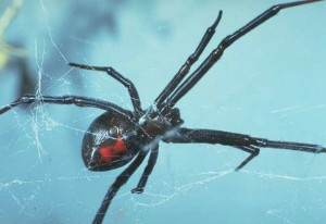 black widow evil doctor's real form