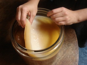 skoby in jar Kombucha scoby in jar